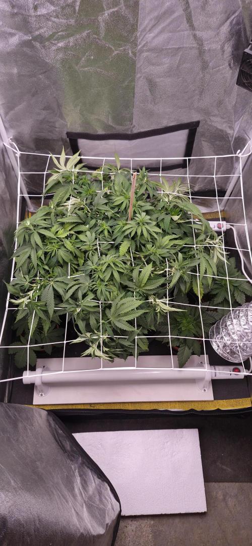 Můj první SCROG. Week 7
