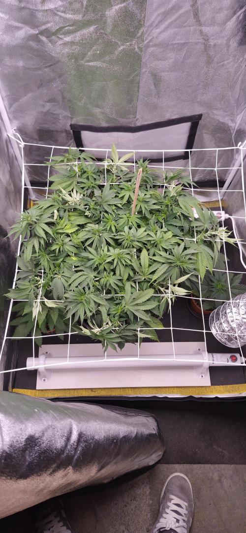 Můj první SCROG. Week 7
