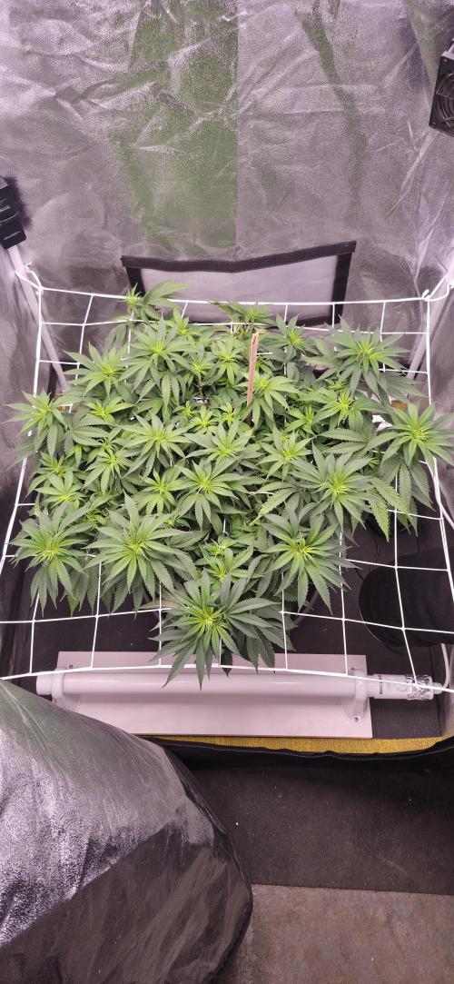 Můj první SCROG. Week 7