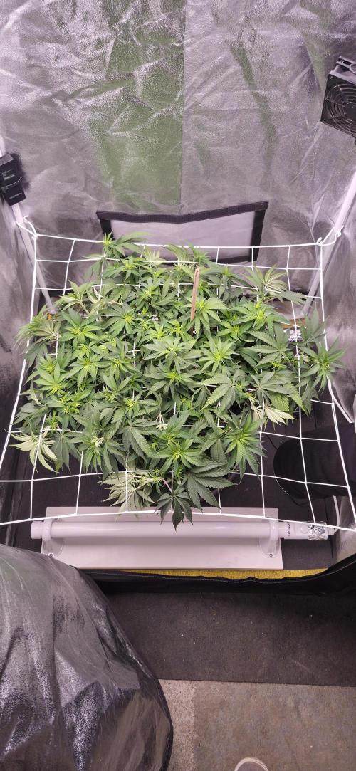 Můj první SCROG. Week 8