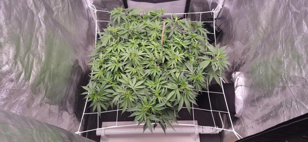 Můj první SCROG. Week 8