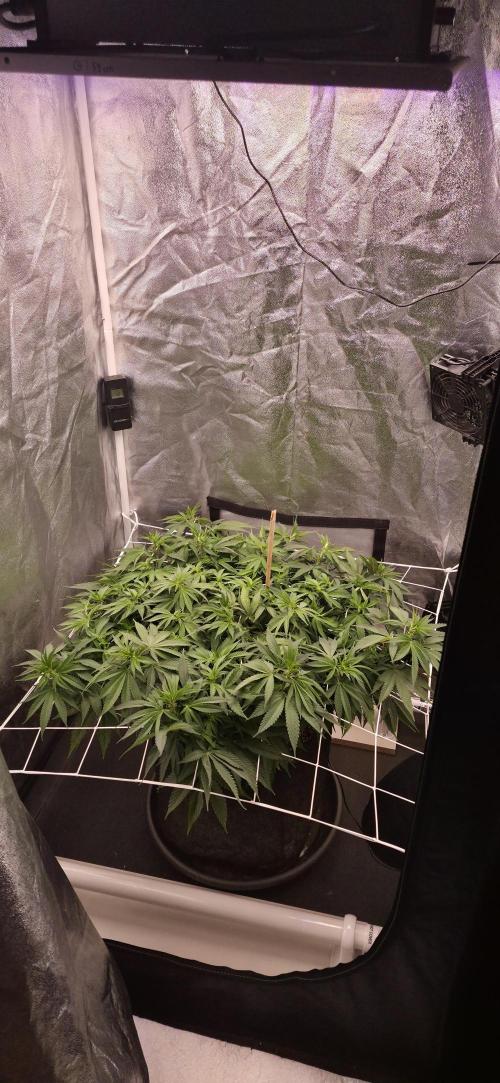 Můj první SCROG. Week 8