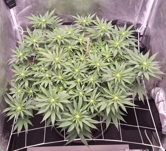 Můj první SCROG. Week 9