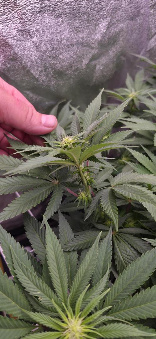 Můj první SCROG. Week 9