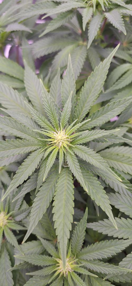 Můj první SCROG. Week 9
