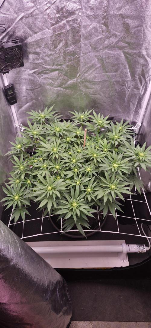 Můj první SCROG. Week 9