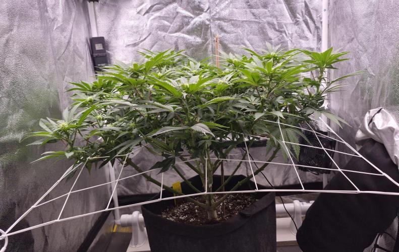 Můj první SCROG. Week 9