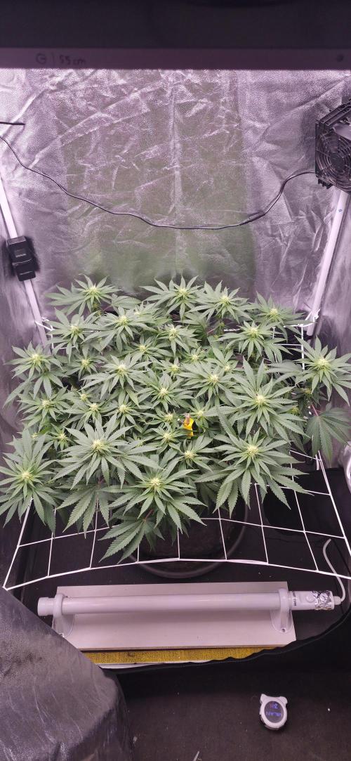 Můj první SCROG. Week 10