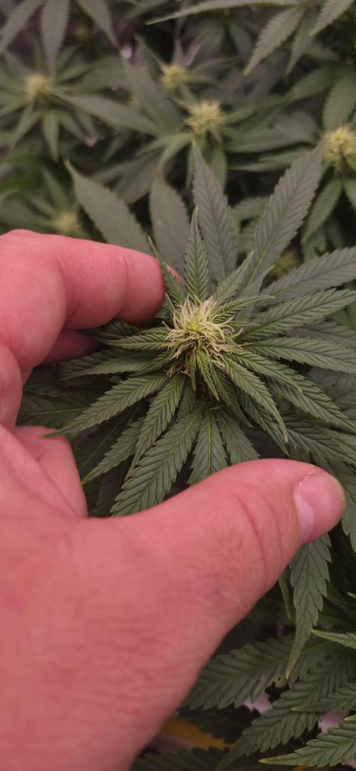 Můj první SCROG. Week 10