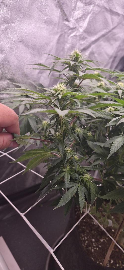 Můj první SCROG. Week 10
