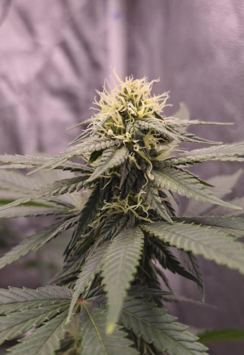 Můj první SCROG. Week 11