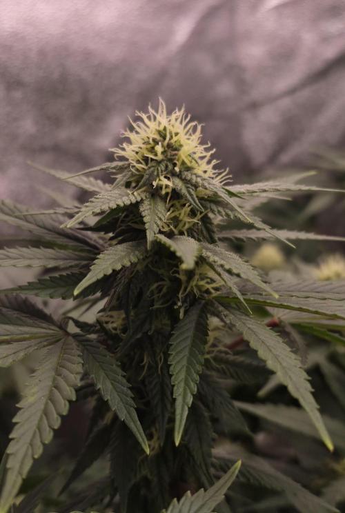 Můj první SCROG. Week 11
