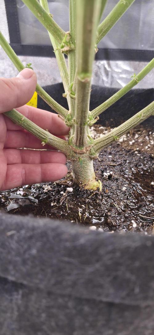 Můj první SCROG. Week 11
