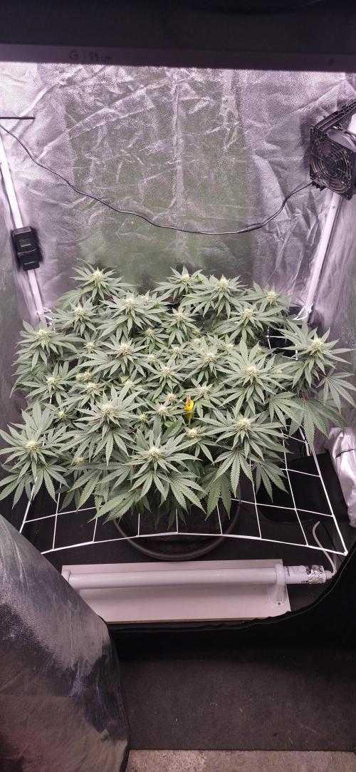 Můj první SCROG. Week 11