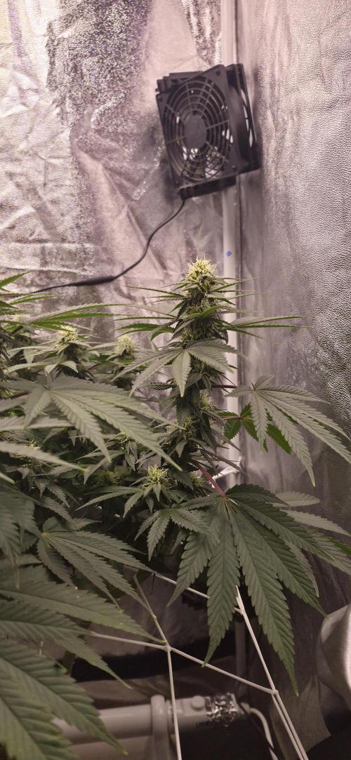 Můj první SCROG. Week 11