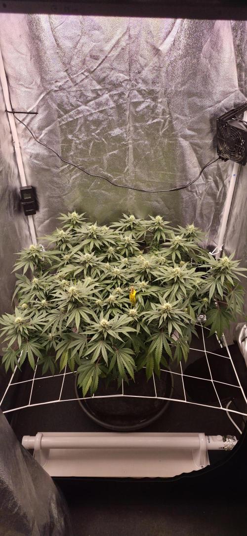 Runtz x Layer Cake. Week 12