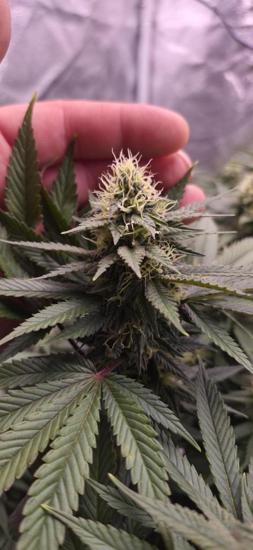 Můj první SCROG. Week 13