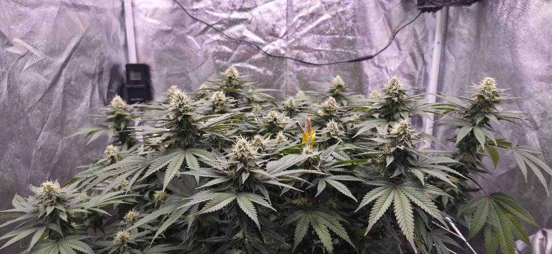Můj první SCROG. Week 13