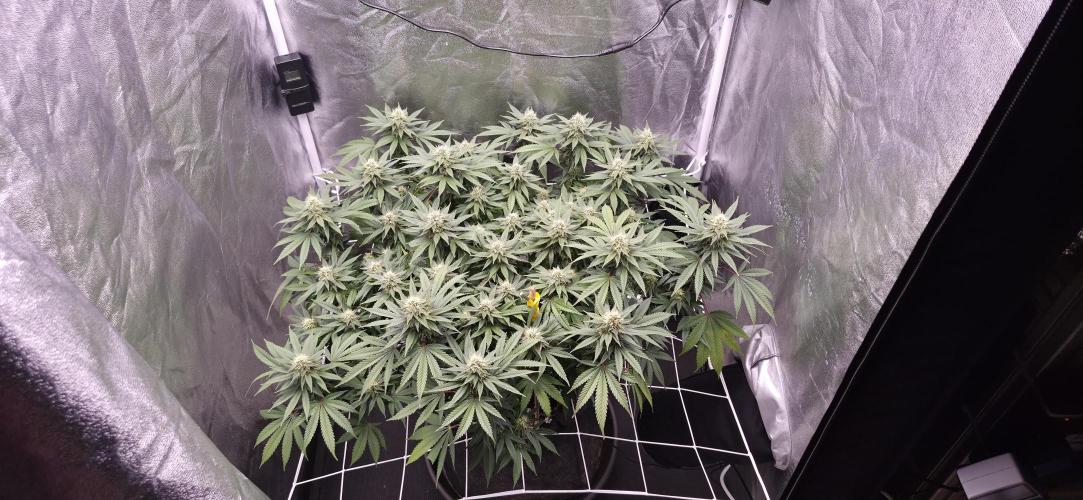 Můj první SCROG. Week 13