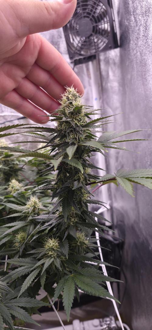 Můj první SCROG. Week 13