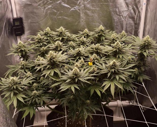 Runtz x Layer Cake. Week 13
