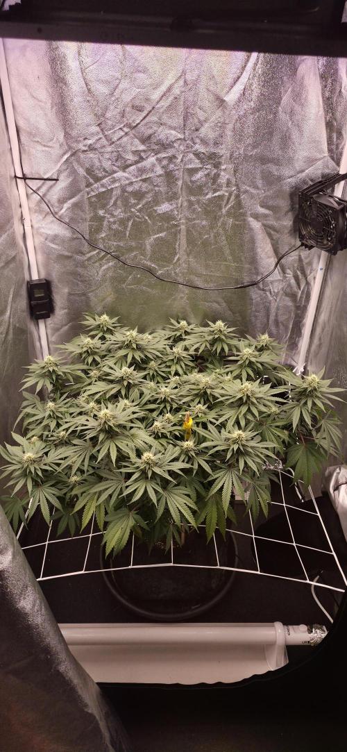 Můj první SCROG. Week 12