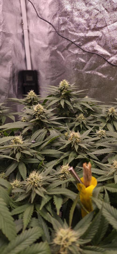 Můj první SCROG. Week 12