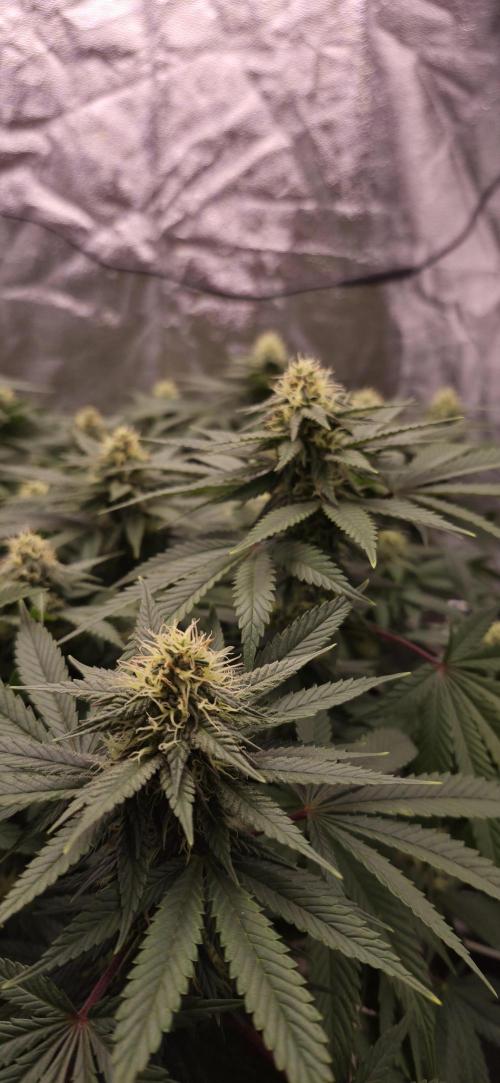 Runtz x Layer Cake. Week 12
