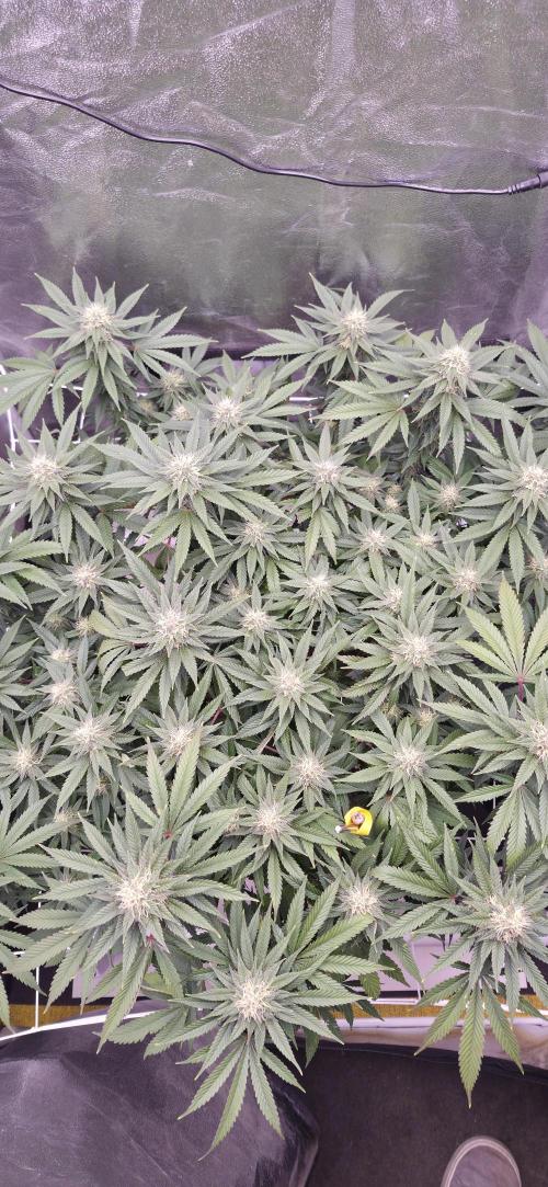 Můj první SCROG. Week 14