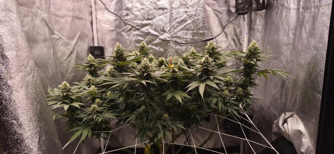 Můj první SCROG. Week 14