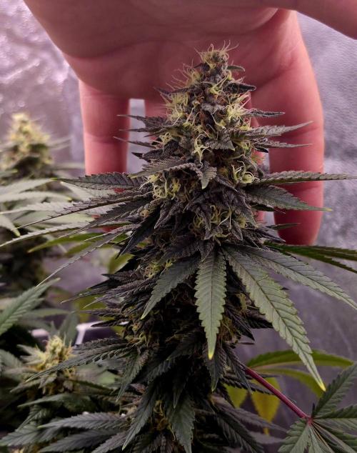 Můj první SCROG. Week 14