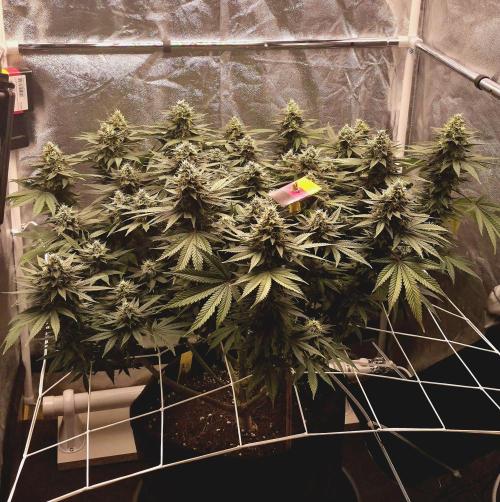 Můj první SCROG. Week 14
