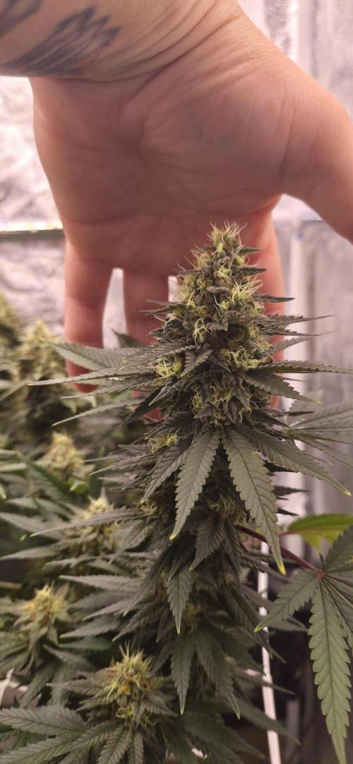 Můj první SCROG. Week 14