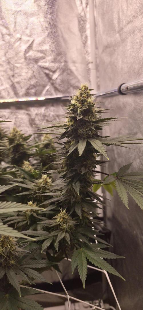 Runtz x Layer Cake. Week 14