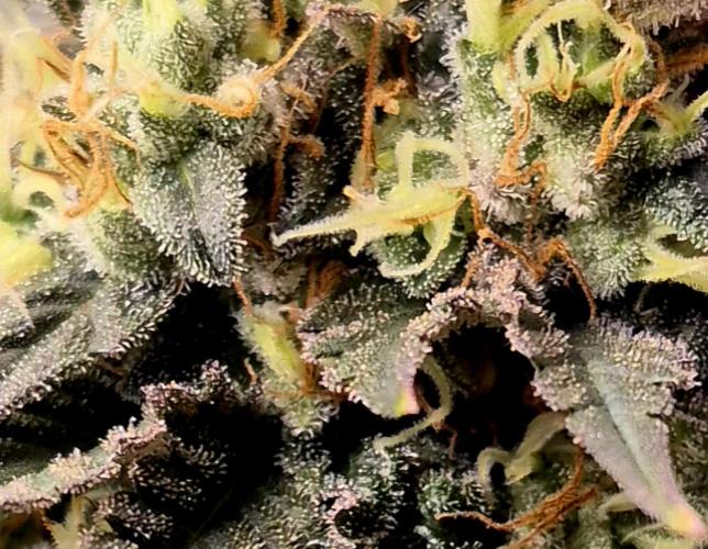 Můj první SCROG. Week 15
