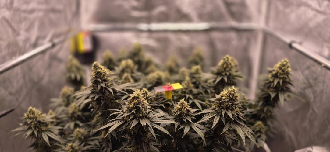 Můj první SCROG. Week 15