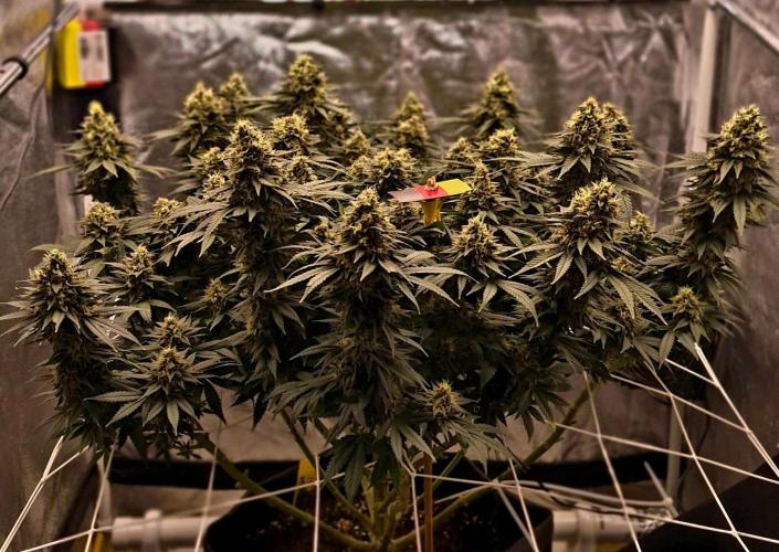 Můj první SCROG. Week 15