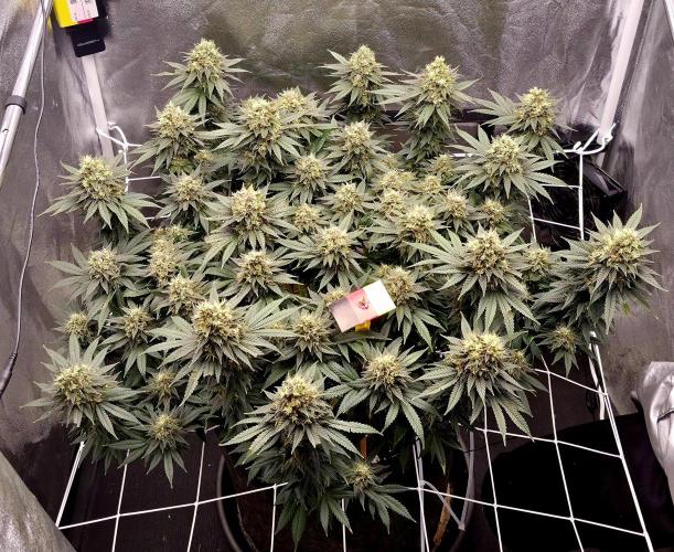 Můj první SCROG. Week 15