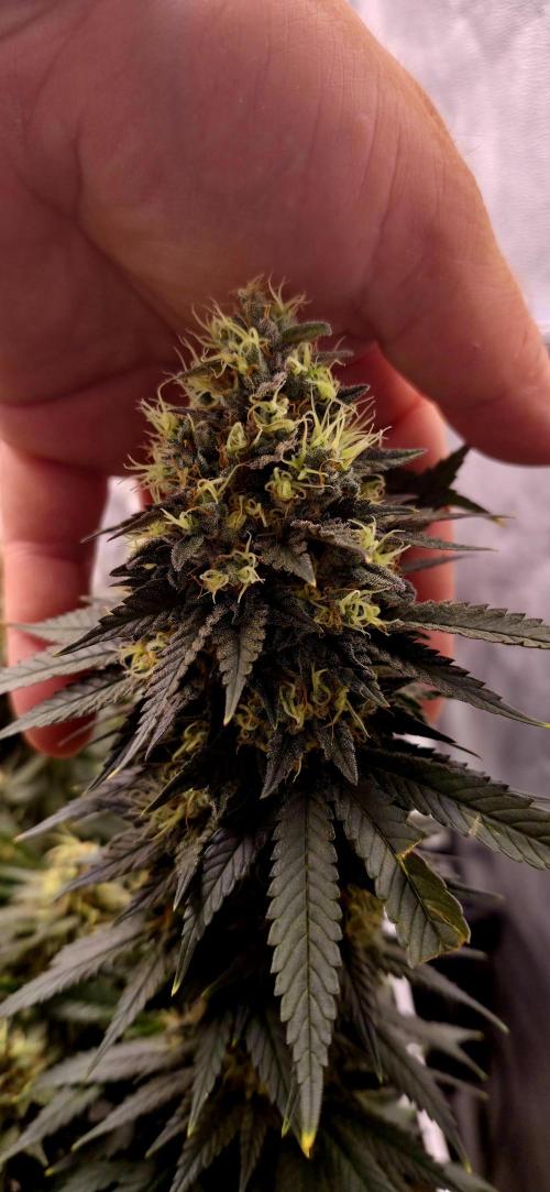 Runtz x Layer Cake. Week 15
