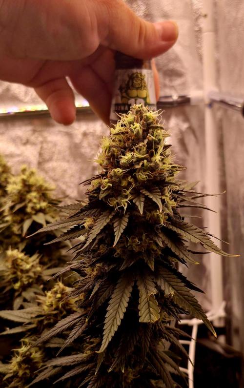Můj první SCROG. Week 16