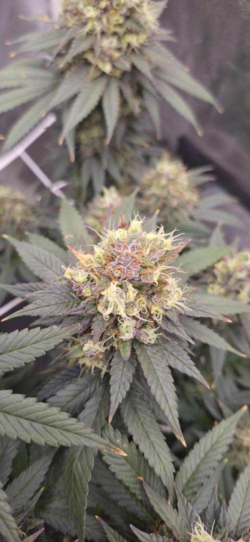 Můj první SCROG. Week 16