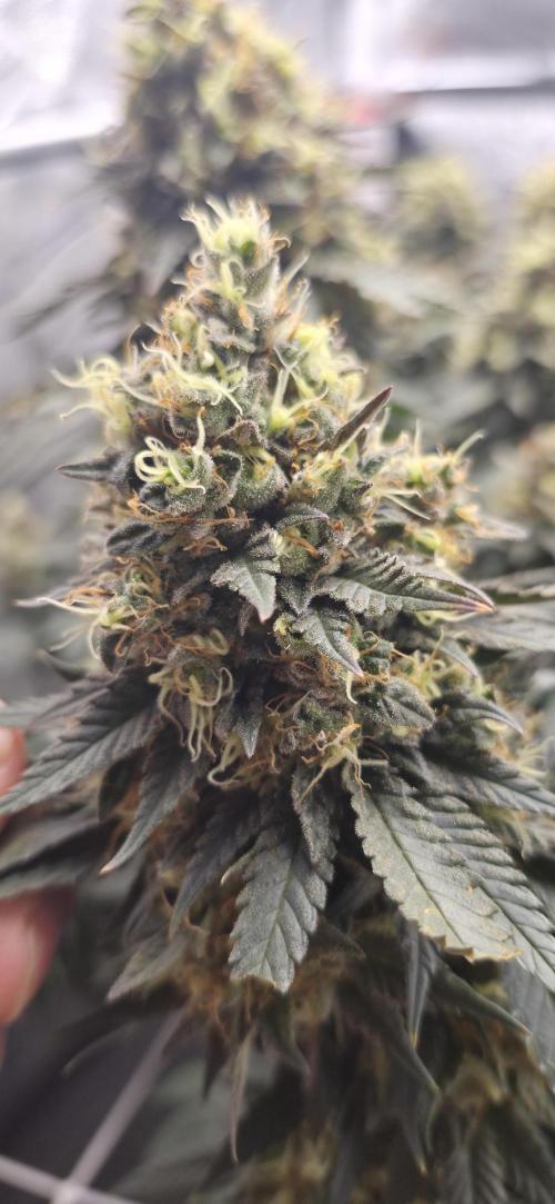 Můj první SCROG. Week 16