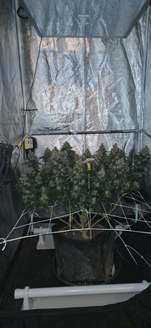 Můj první SCROG. Week 17