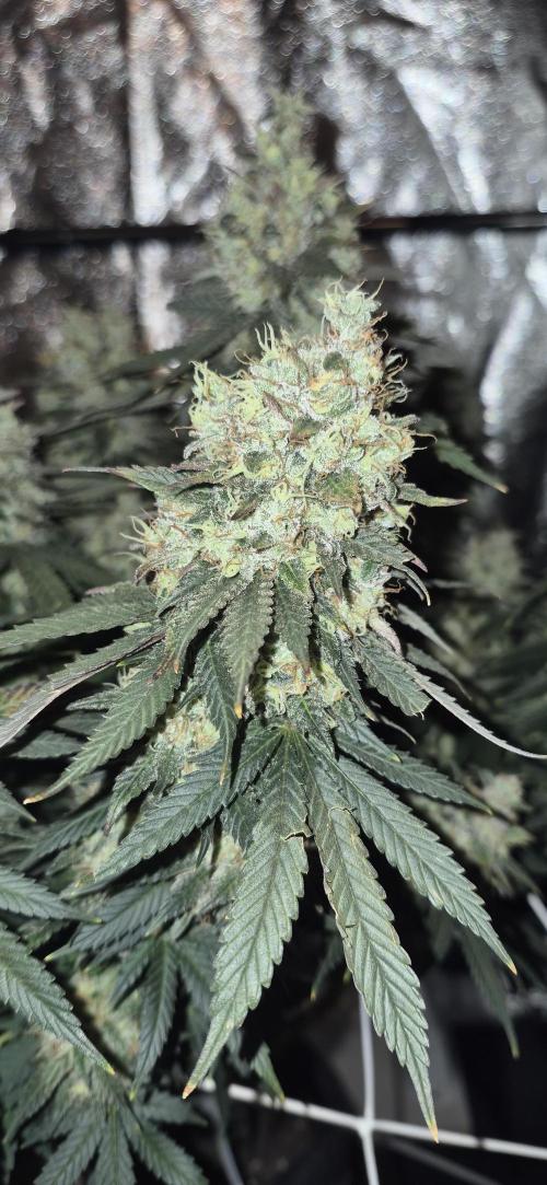 Můj první SCROG. Week 17