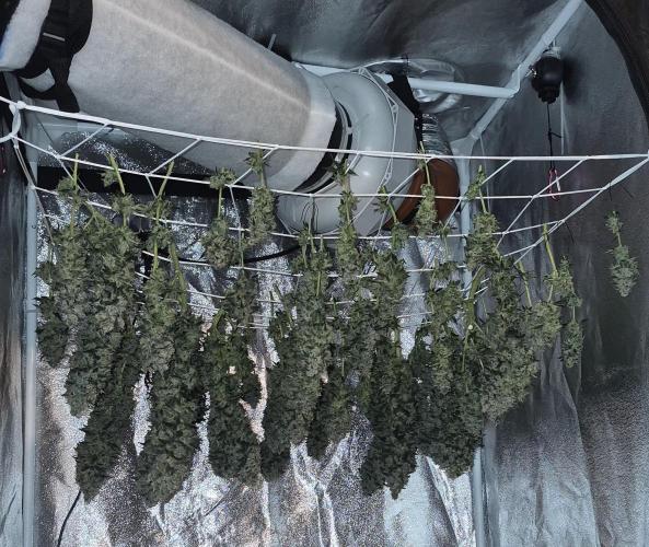 Můj první SCROG. Week 17