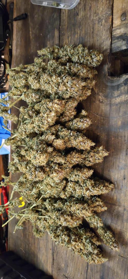 Můj první SCROG. Week 17