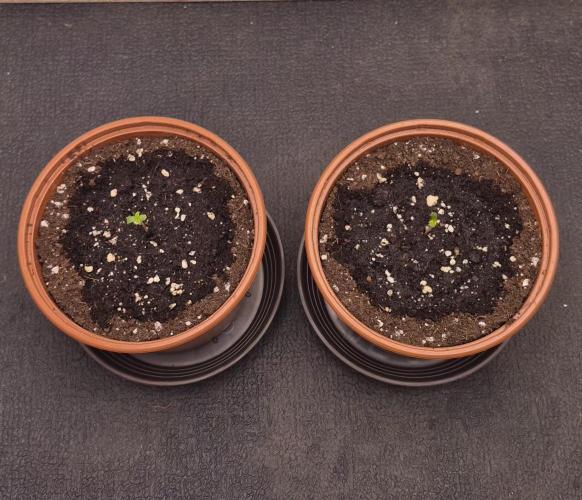 Papaya Frosting. Week 0