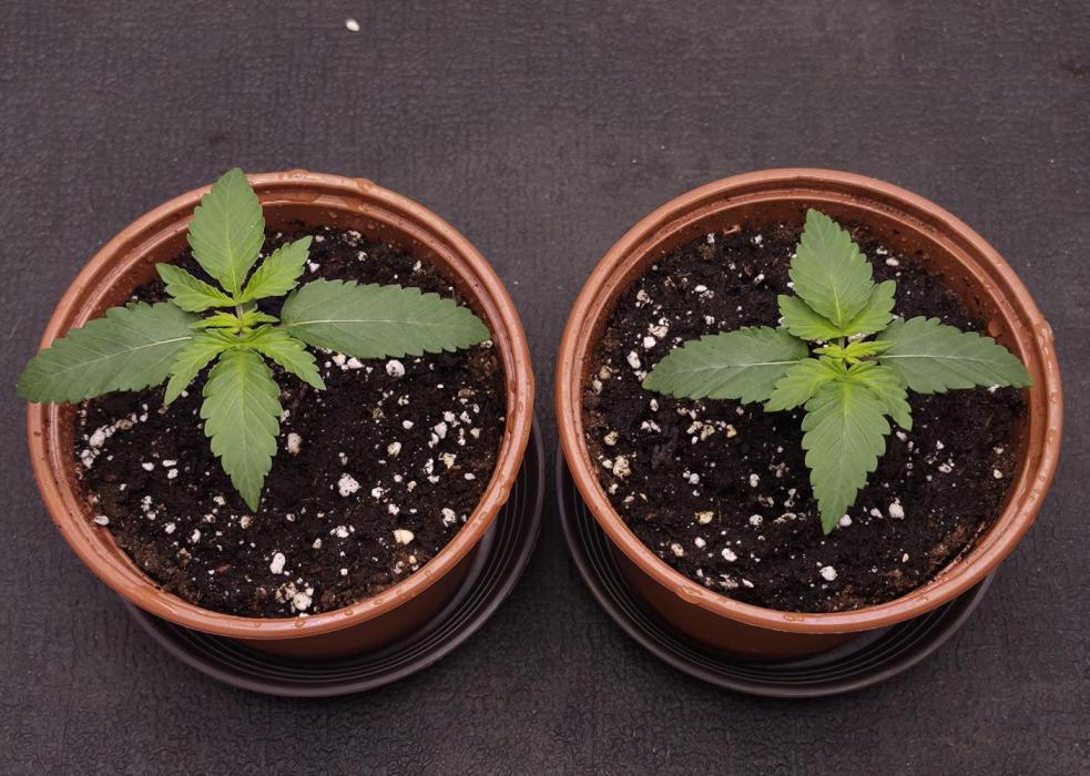 Papaya Frosting. Week 1