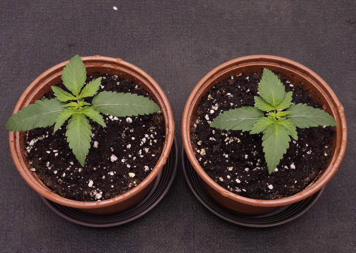 Papaya Frosting. Week 1
