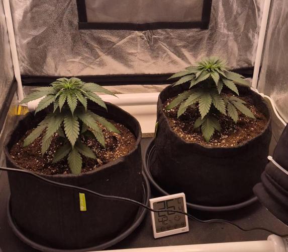 Papaya Frosting. Week 3